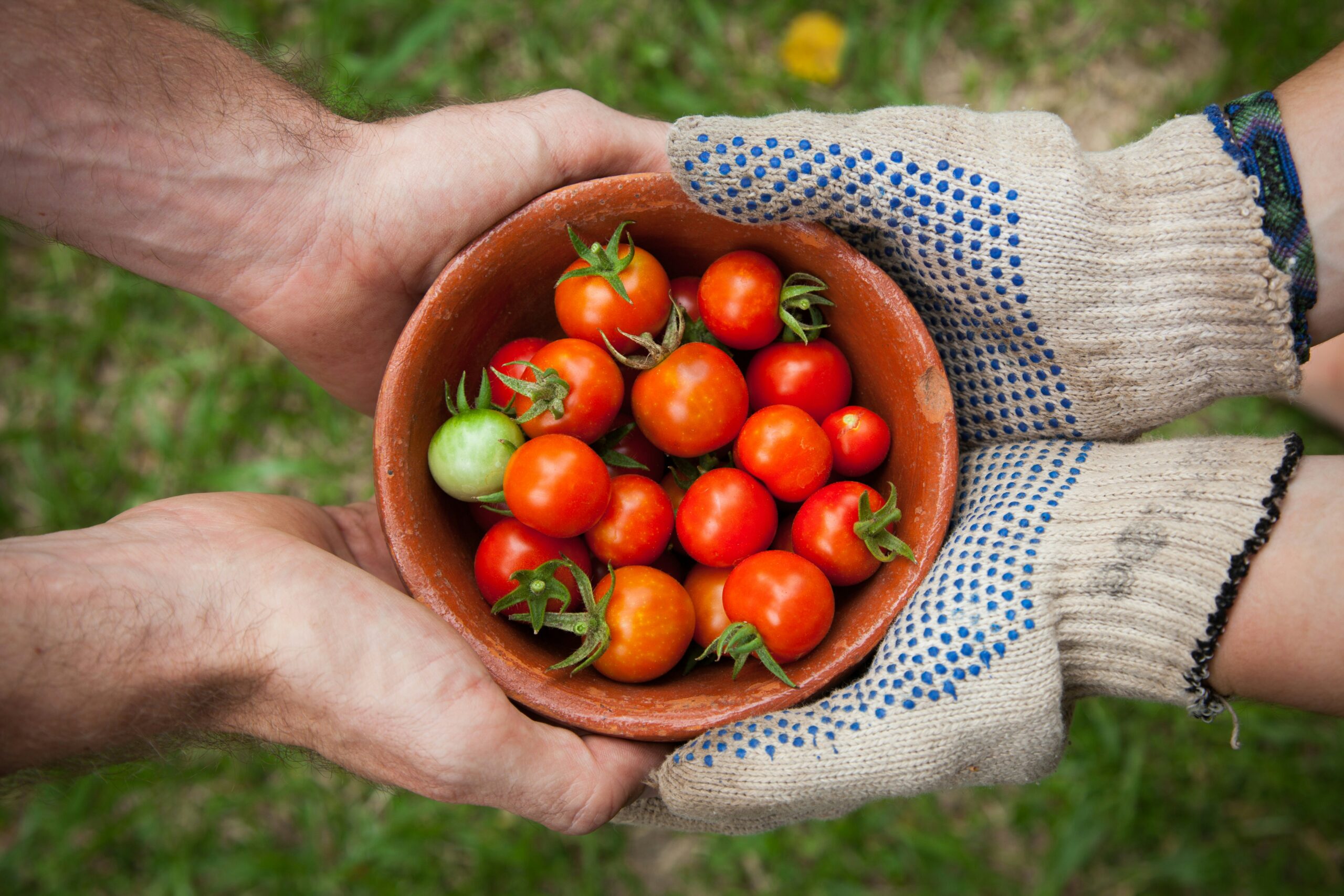 Uprawa pomidorów – kompleksowy przewodnik dla sukcesu ogrodnika