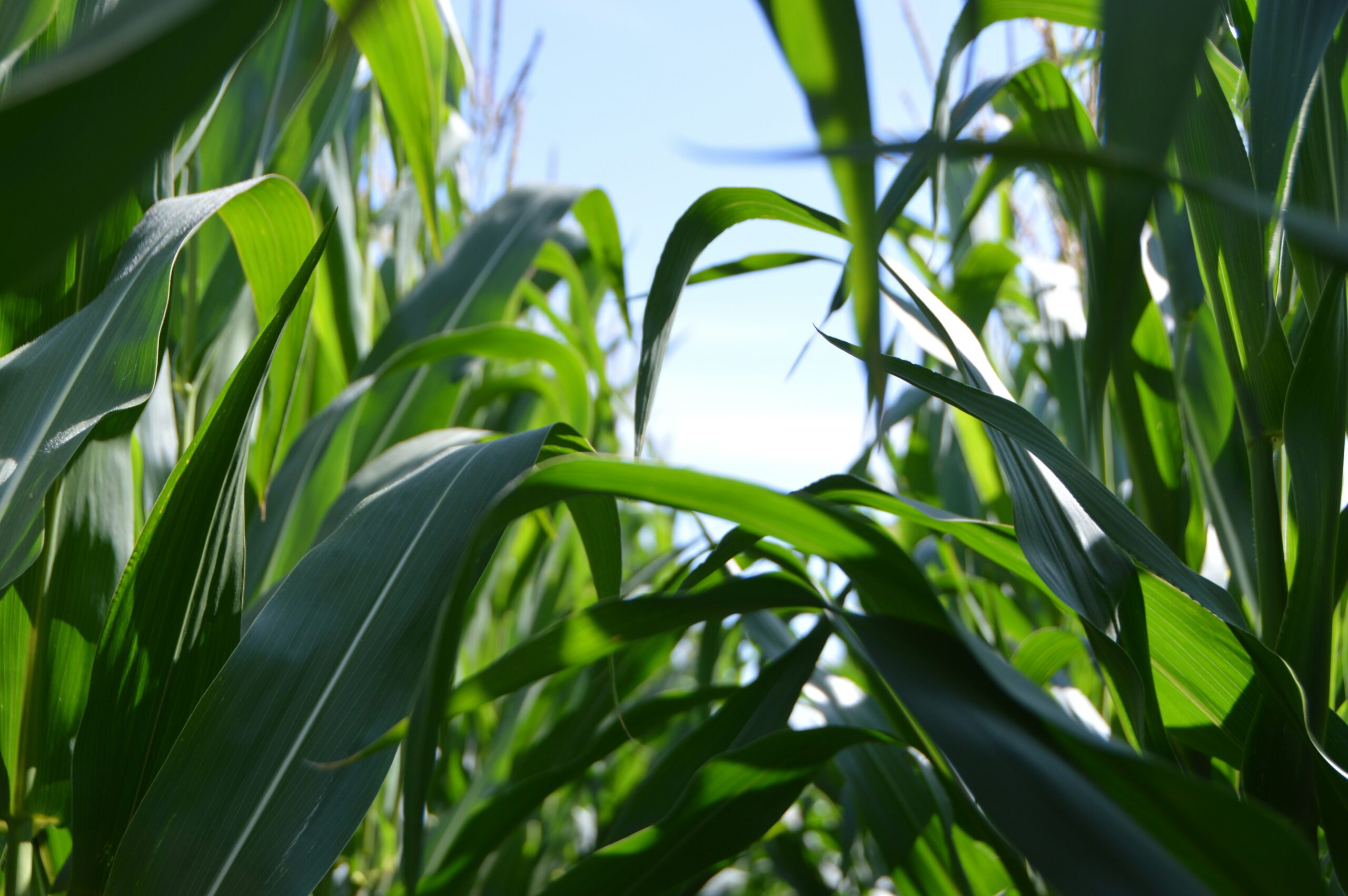 Rolnictwo ekologiczne: Klucz do zrównoważonej przyszłości