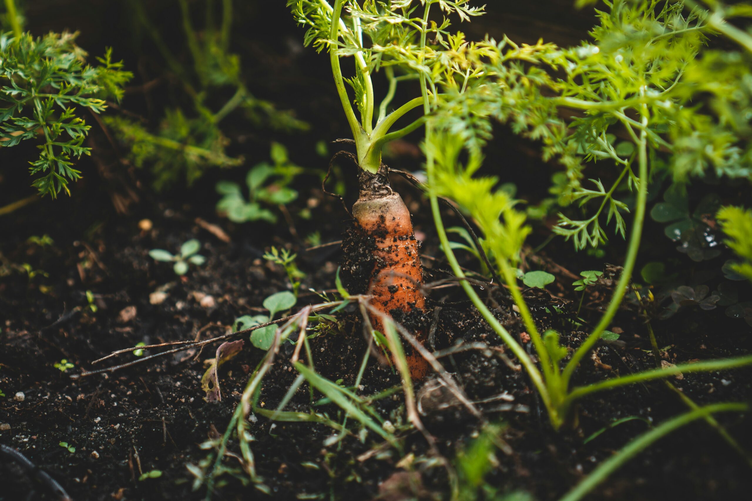 Kiedy siać marchew – Kompleksowy poradnik dla ogrodników